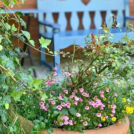 Daire Hummergrund Seepferd