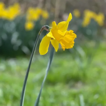 Hummergrund Seepferd